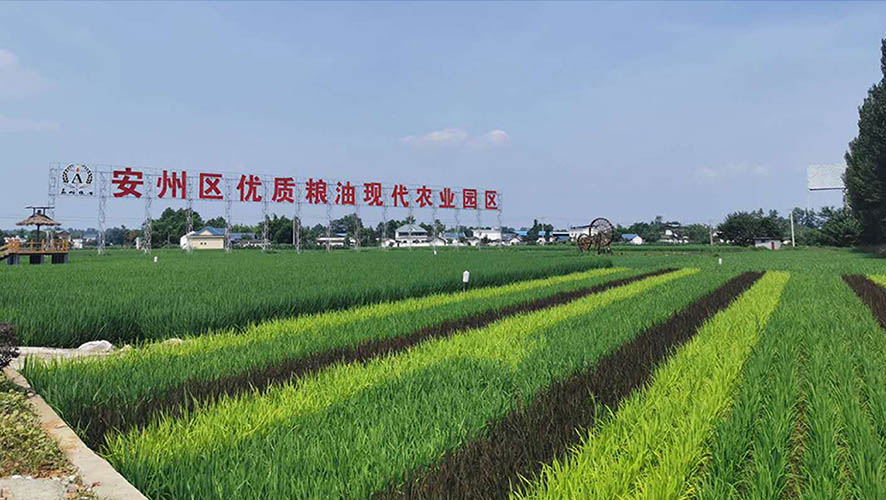 聚焦安州區(qū)優(yōu)質(zhì)糧油現(xiàn)代農(nóng)業(yè)園區(qū):從種子到餐桌 看優(yōu)質(zhì)糧油如何煉成